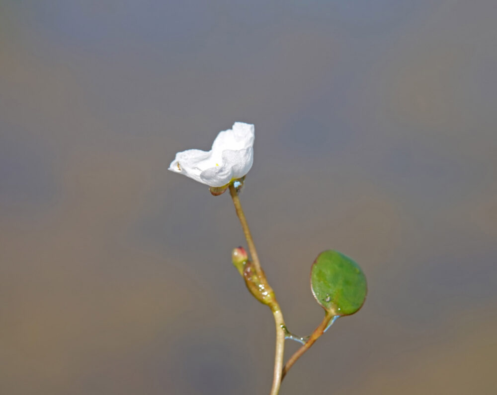 Drijvende waterweegbree