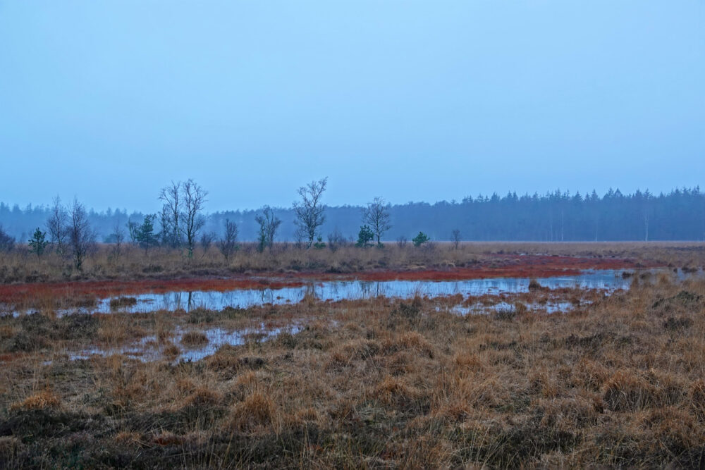 Drouwenerveld in de winter