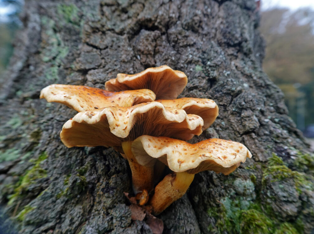 Dubbelgangerbundelzwam