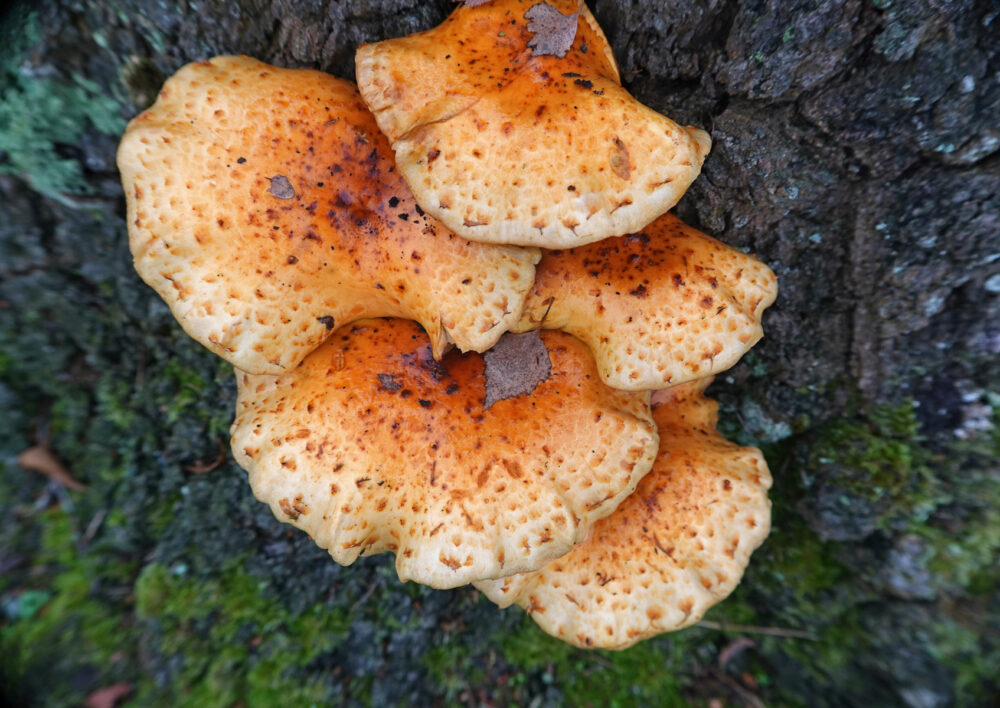 Dubbelgangerbundelzwam