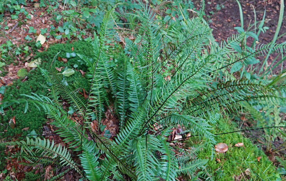 Dubbelloof (Landgoed Vosbergen)