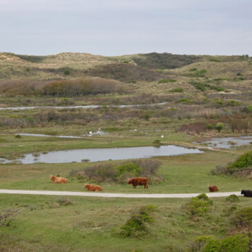 Duin en Kruidberg Midden Heerenduin (NP Zuid-Kennemerland)