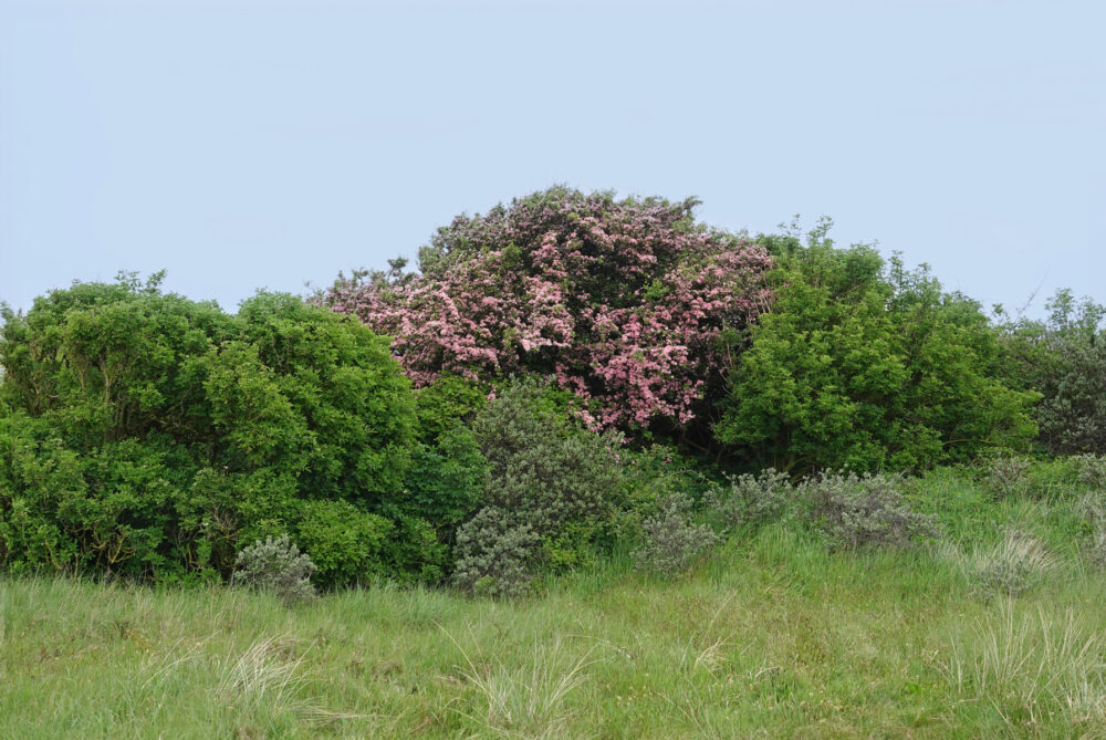Duinen Ameland