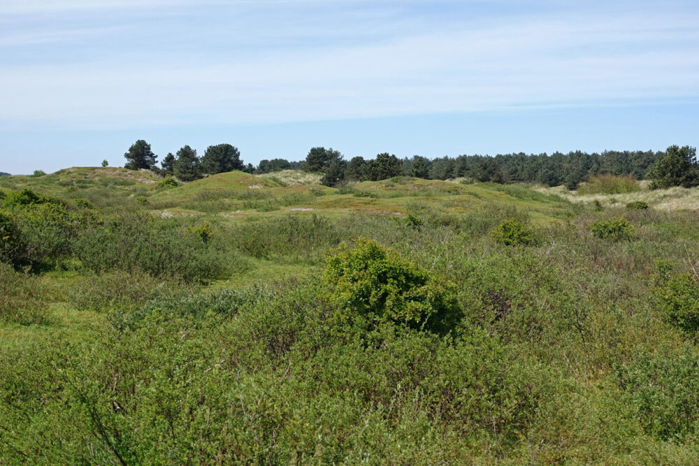Duinen Ameland