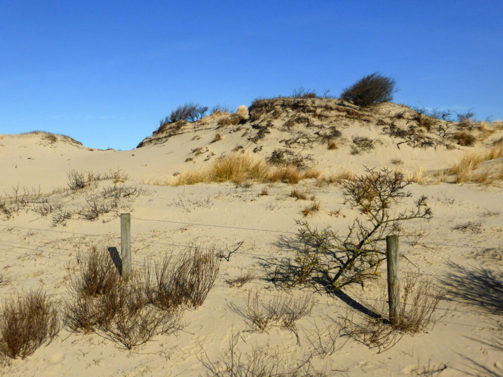 Duinen Meijendel