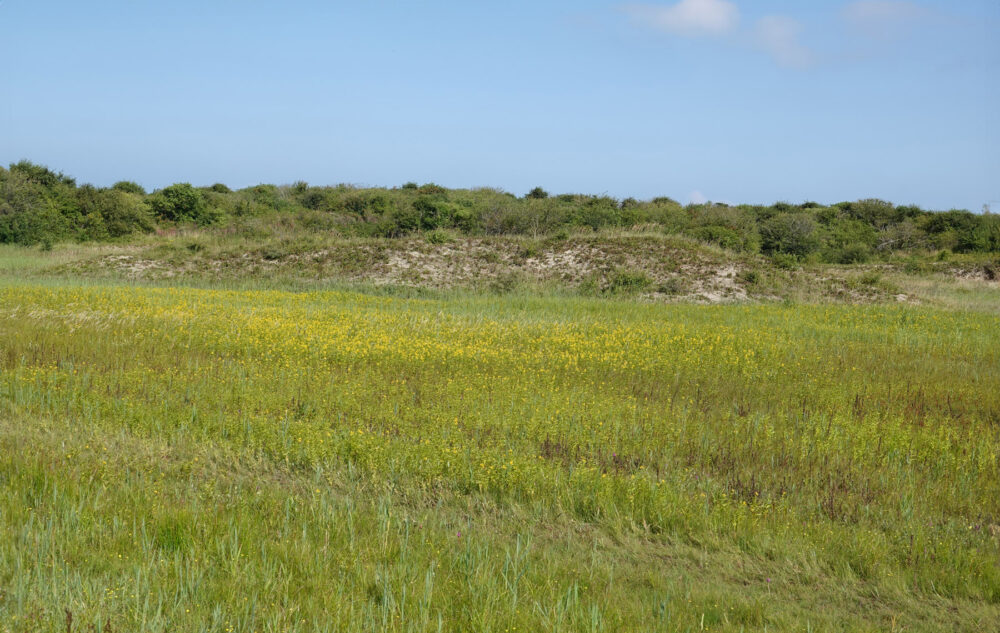 Duinen Schiermonnikoog