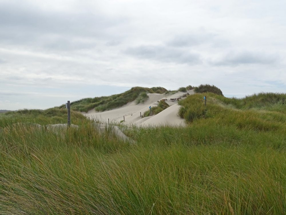 Schoorlse Duinen
