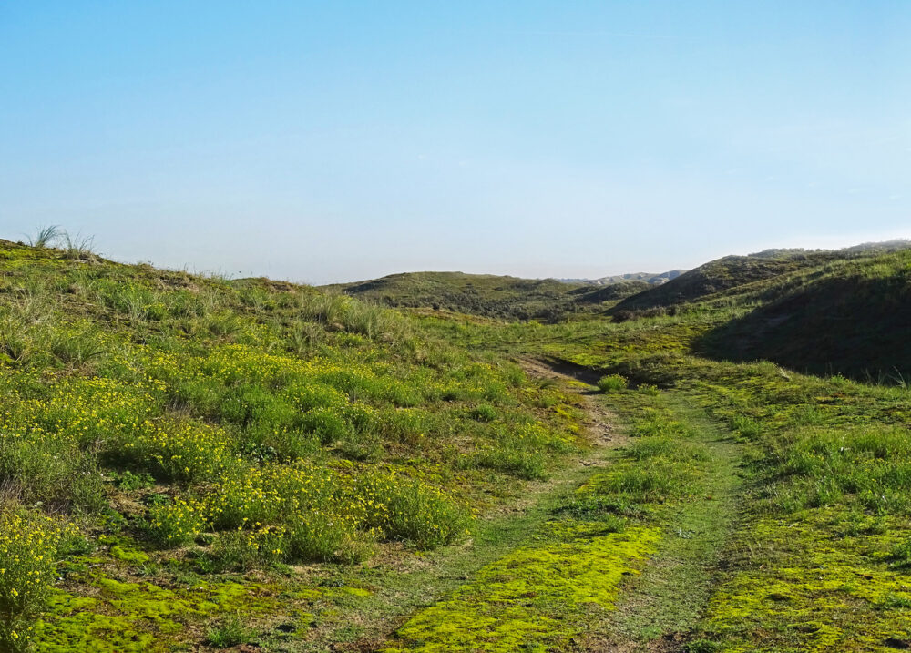 Duinen in Meijendel