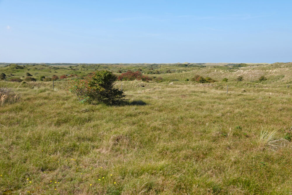 Duinen in de Slufter