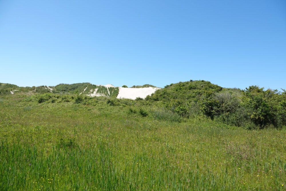 Duinen op schiermonnikoog