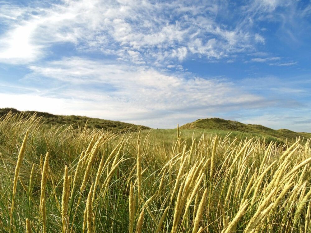 Duinenrand Zeezijde Meijendel