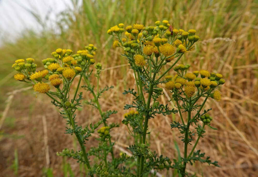 Duinkruiskruid