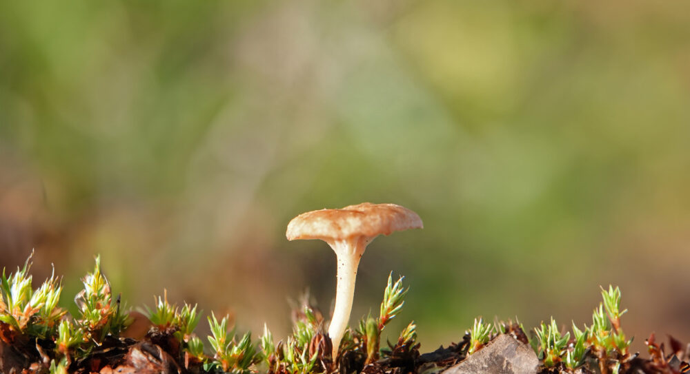 Duinmostrechtertje