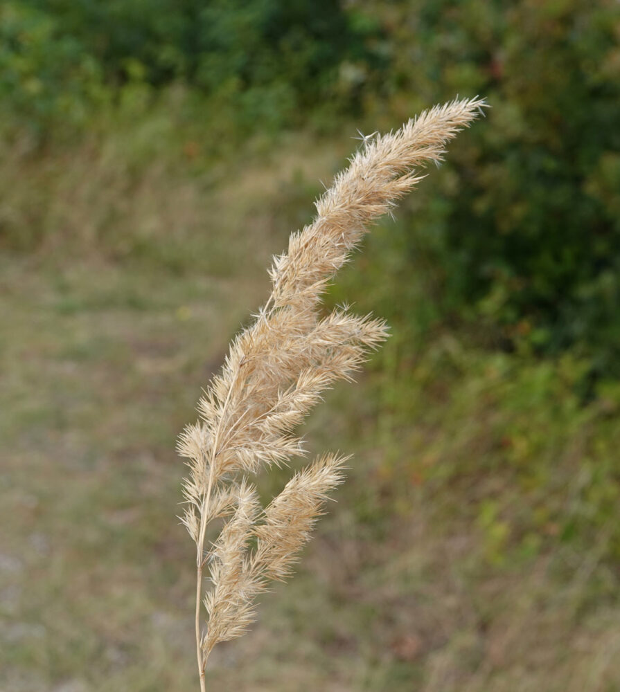 Duinriet