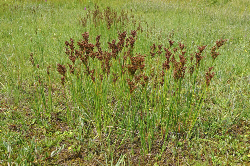 Duinrus