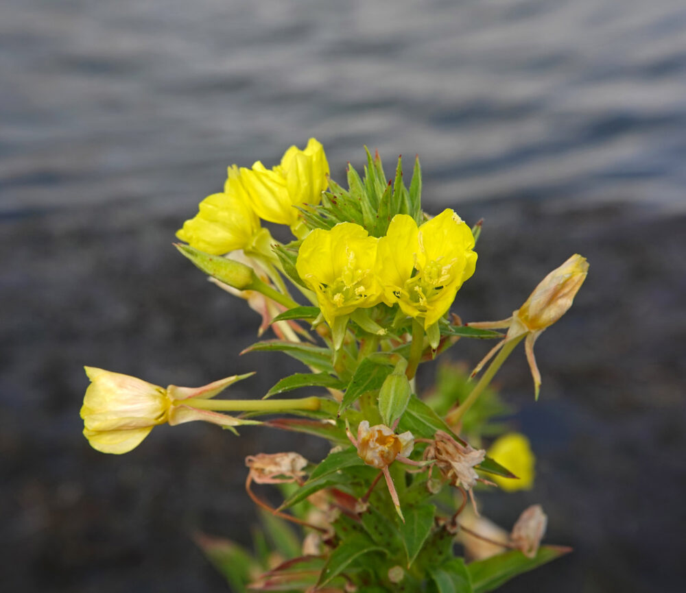 Duinteunisbloem