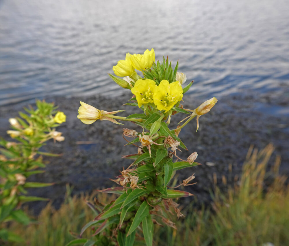 Duinteunisbloem