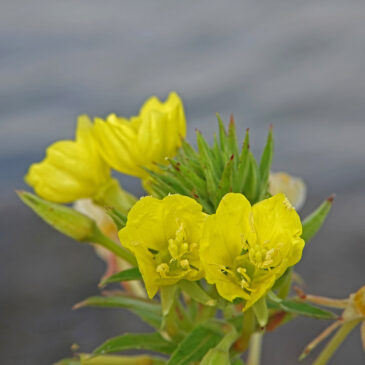 Duinteunisbloem
