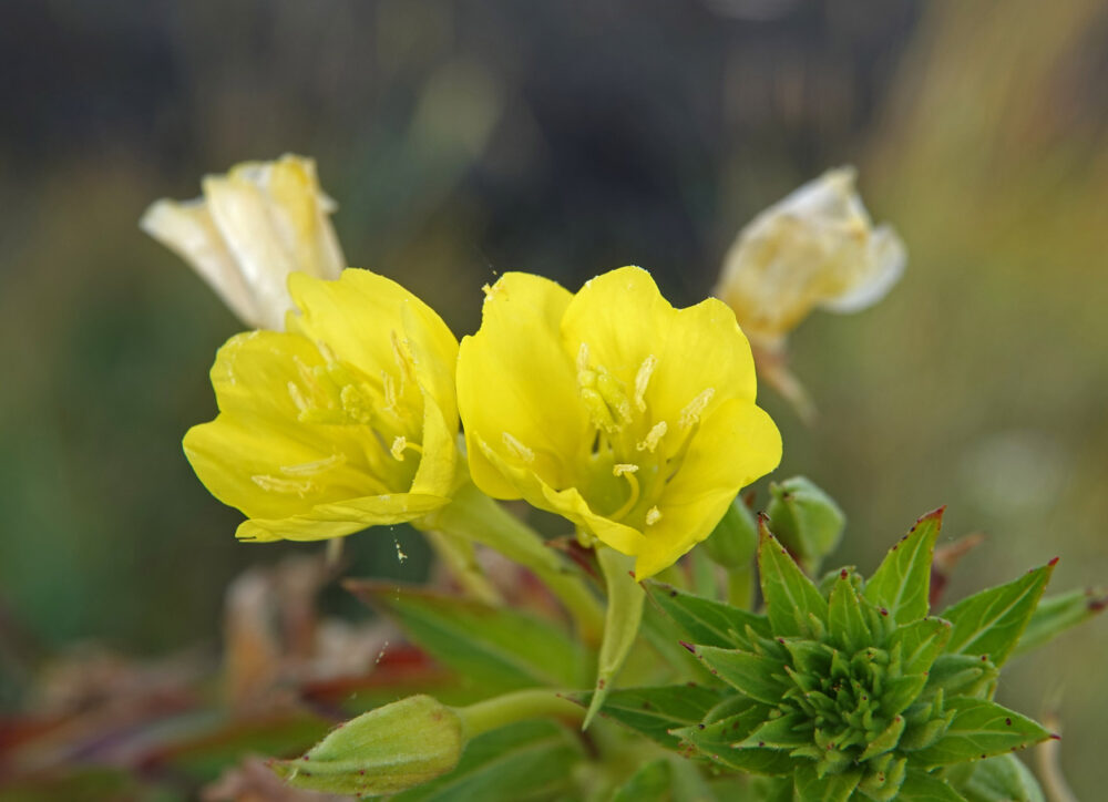 Duinteunisbloem