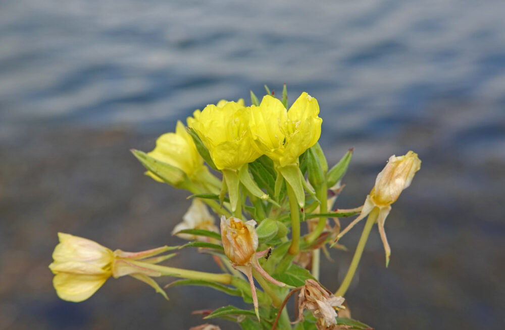 Duinteunisbloem
