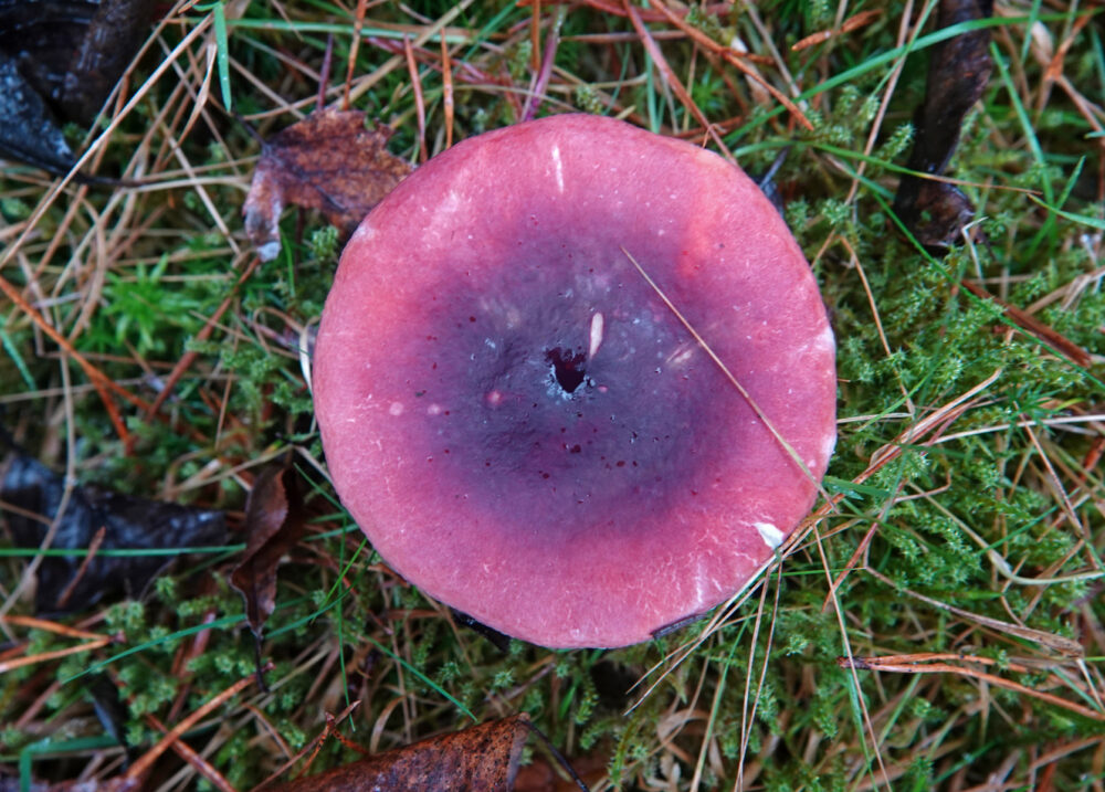 Duivelsbroodrussula