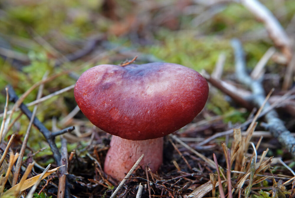 Duivelsbroodrussula
