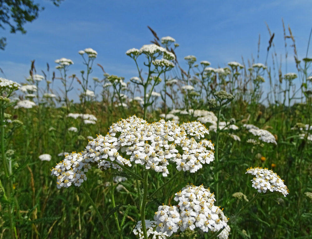 Duizendblad (Onlanden)