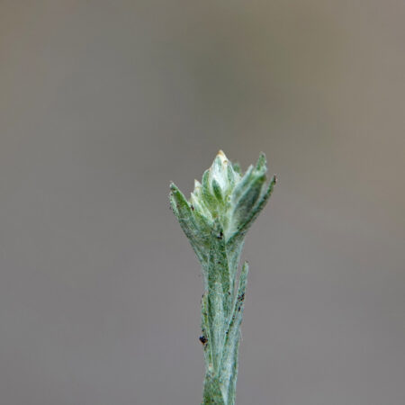 Dwergviltkruid