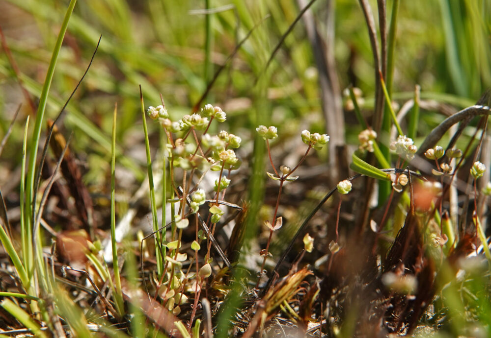 Dwergvlas