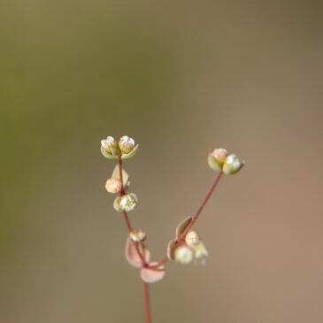 Dwergvlas
