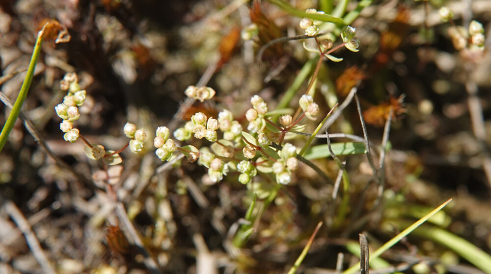 Dwergvlas