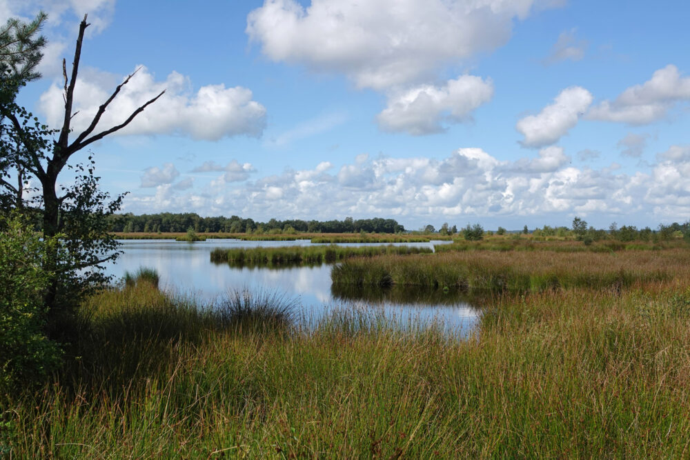 Dwingelderveld (Holtveen)