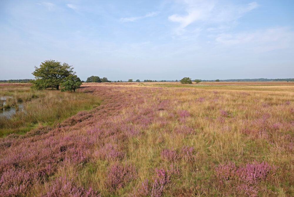 Dwingelderveld (Kraloërheide)