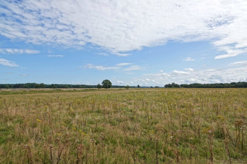 Dwingelderveld in de zomer