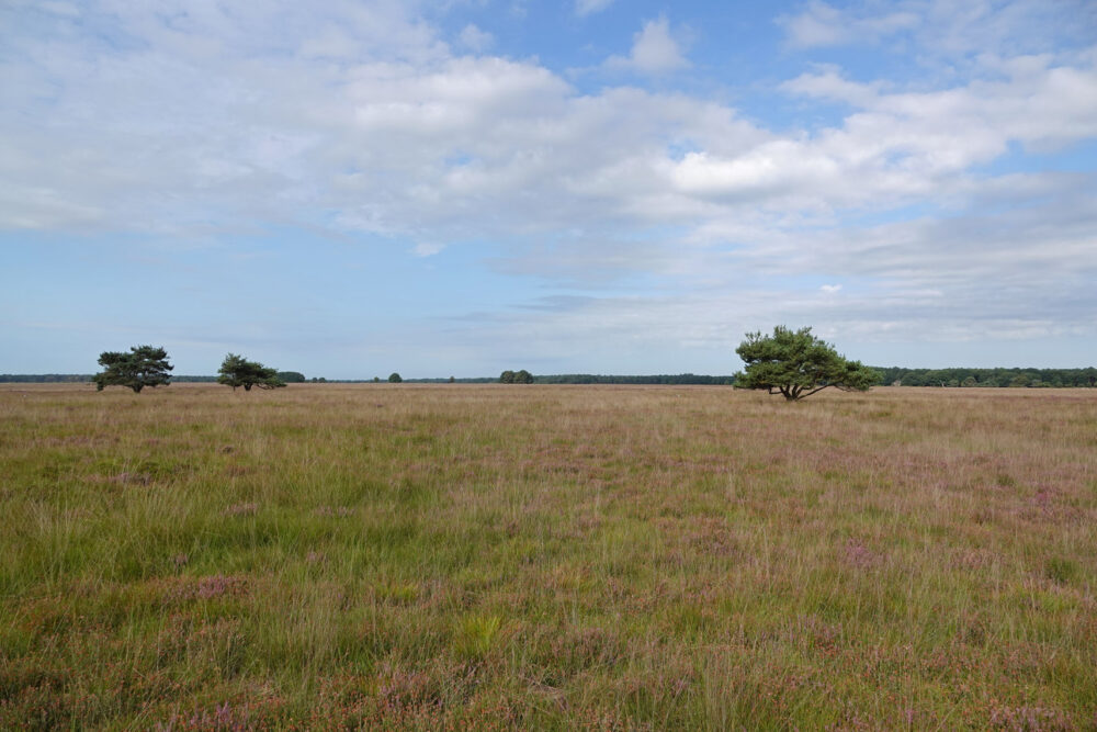 Dwingeloosche Heide (Dwingelderveld)