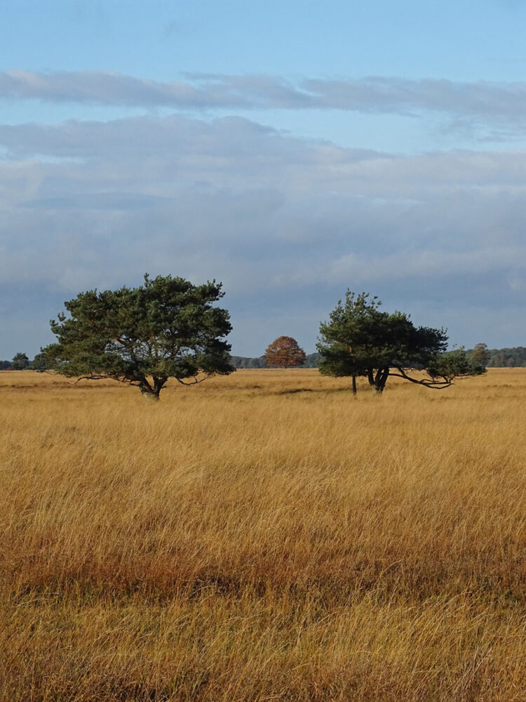 Dwingelose Heide (Dwingelderveld)