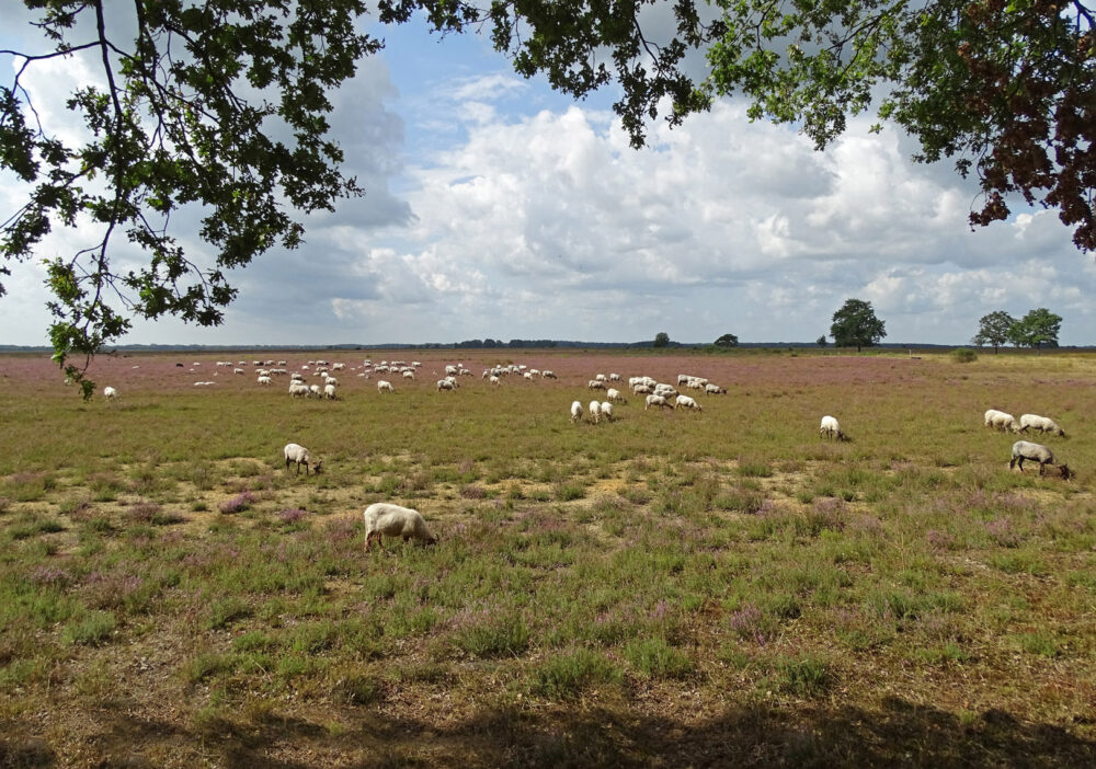 Dwingelose Heide (Dwingelderveld)