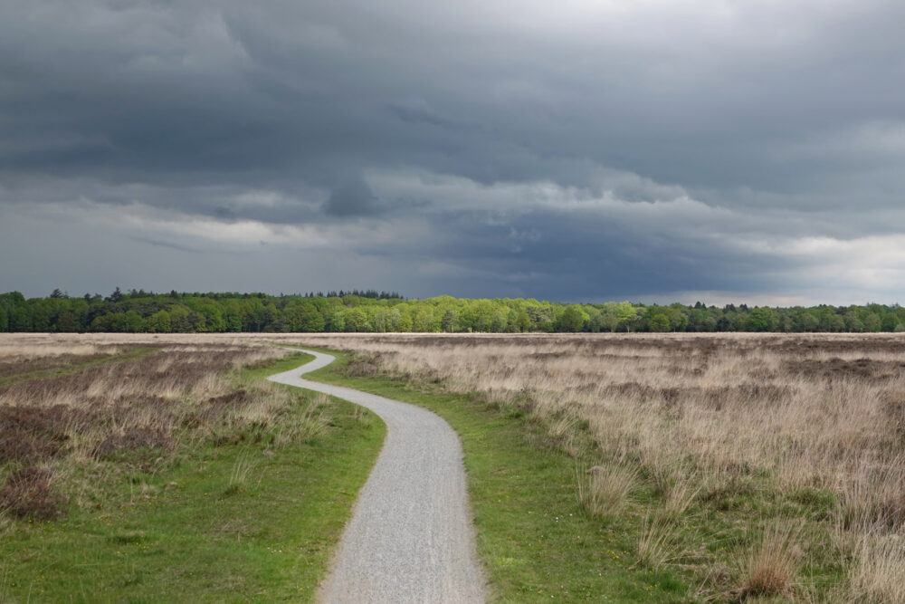 Dwingeloosche heide (Dwingelderveld)