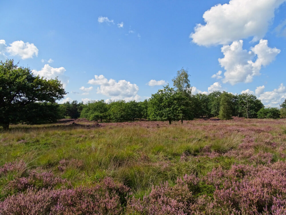 Dwingelose Heide in het najaar (Dwingelderveld)