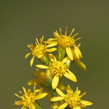Echte guldenroede