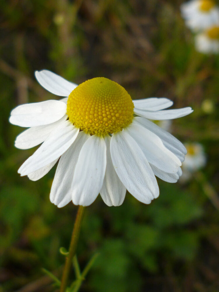 Echte kamille