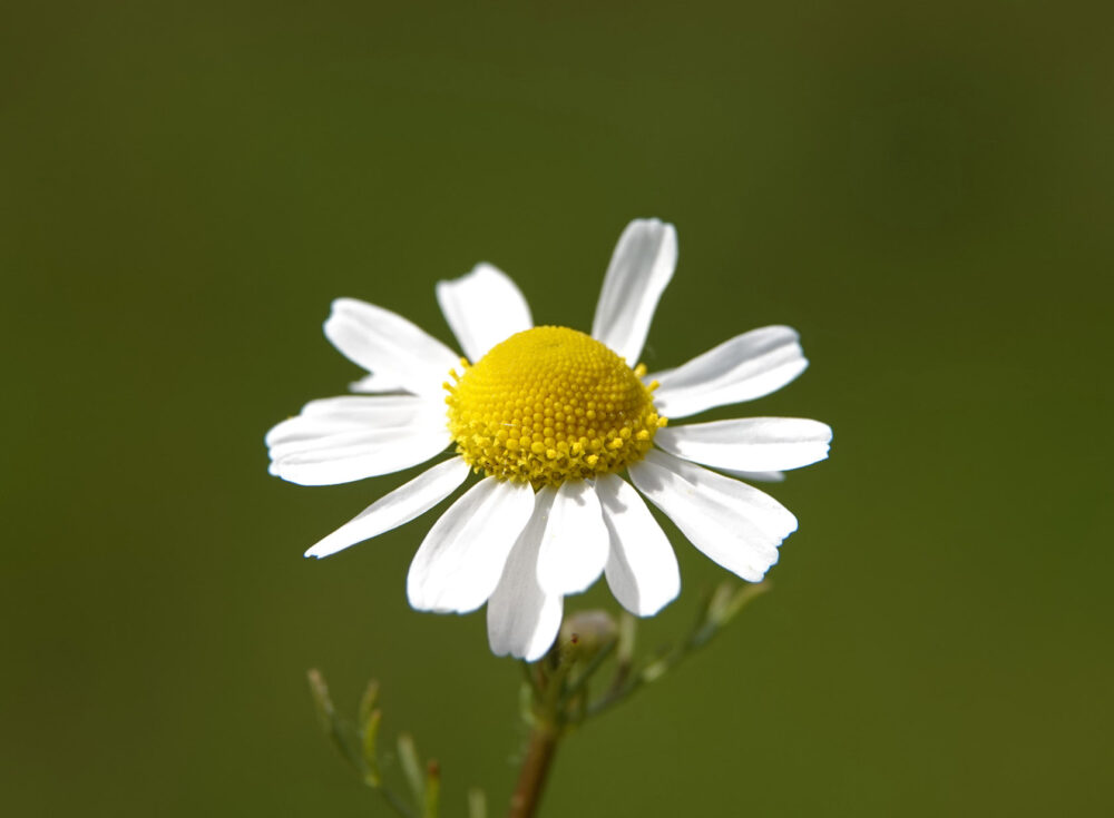 Echte kamille