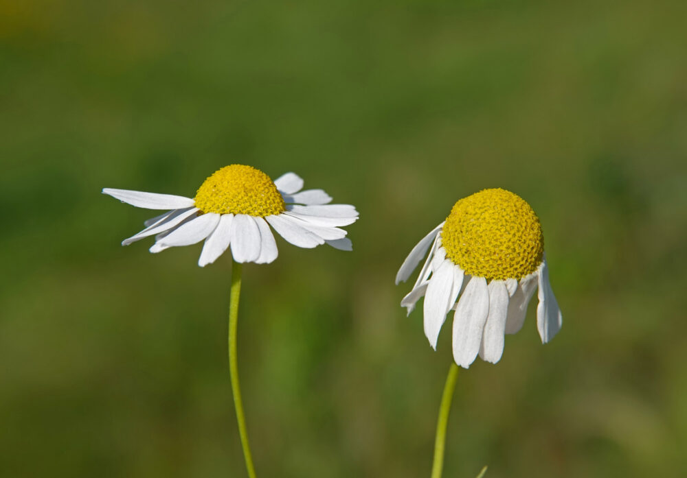 Echte kamille