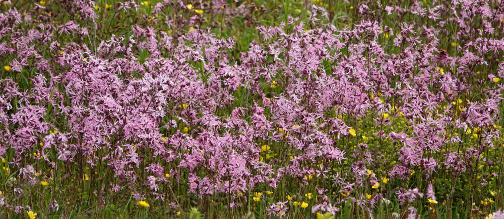 Echte koekoeksbloem