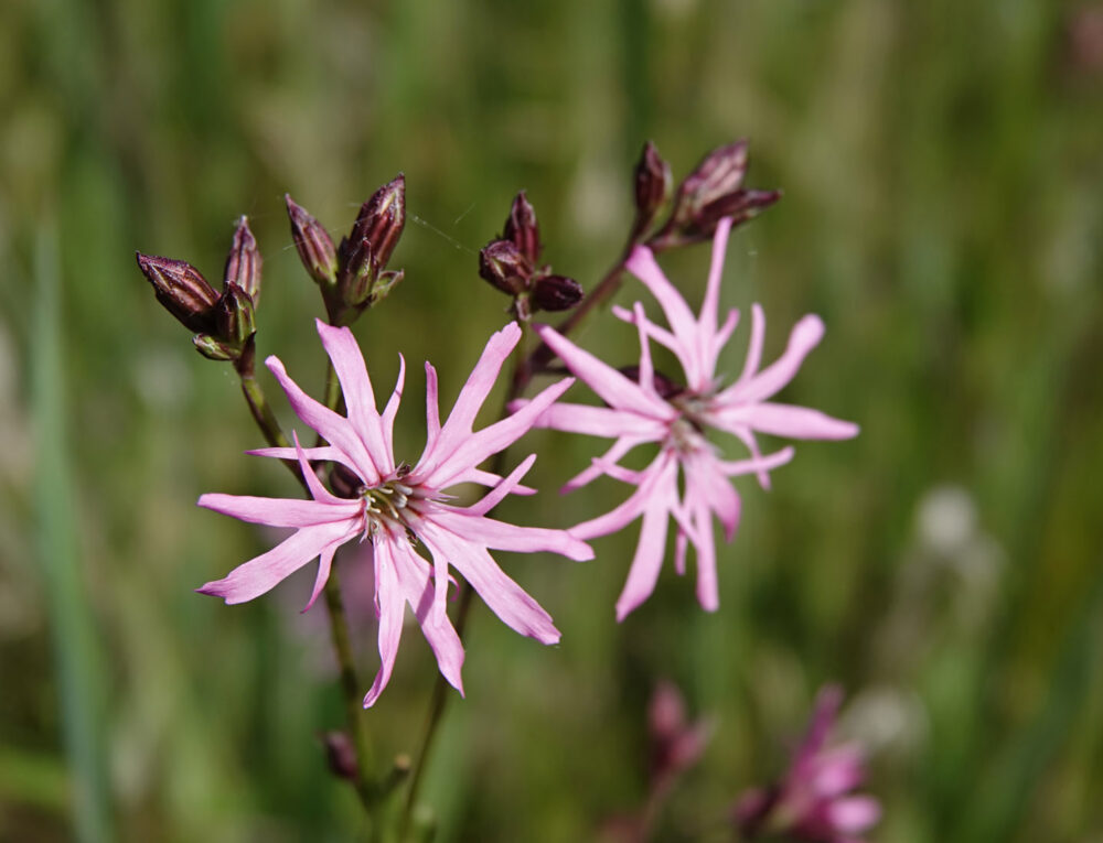 Echte koekoeksbloem