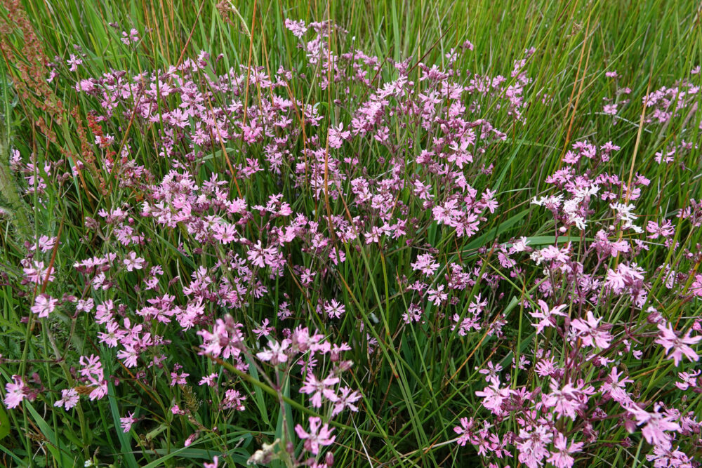Echte koekoeksbloem (Onlanden)