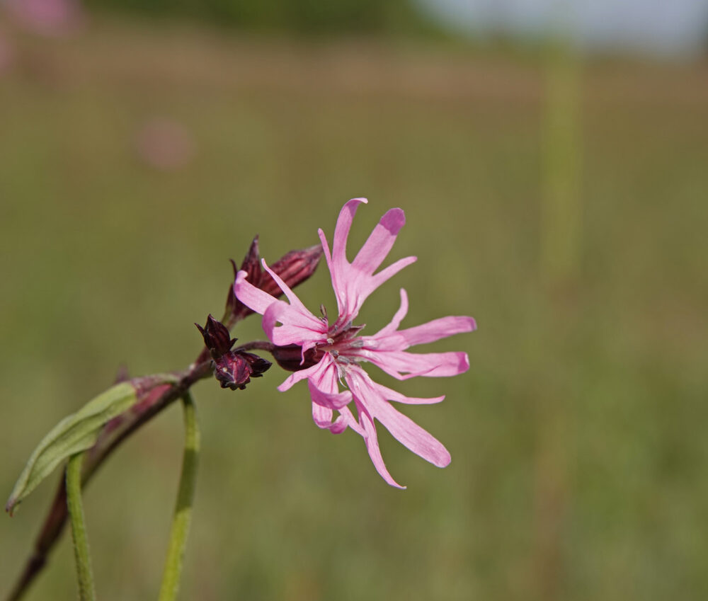 Echte koekoeksbloem