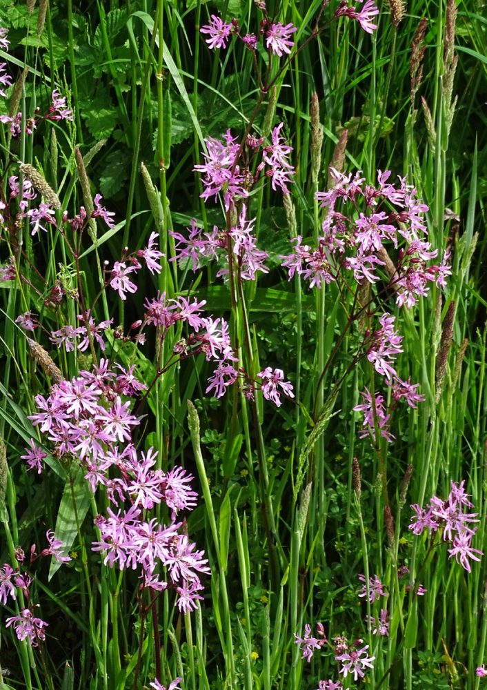 Echte koekoeksbloemen in de Weeringsbroeken (Onlanden)