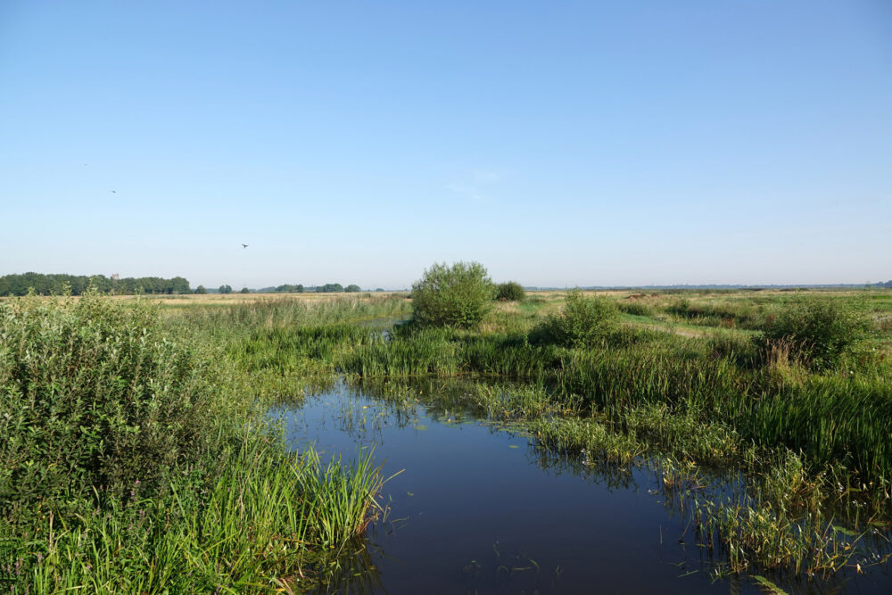 Eelderdiep (Onlanden) in de zomer