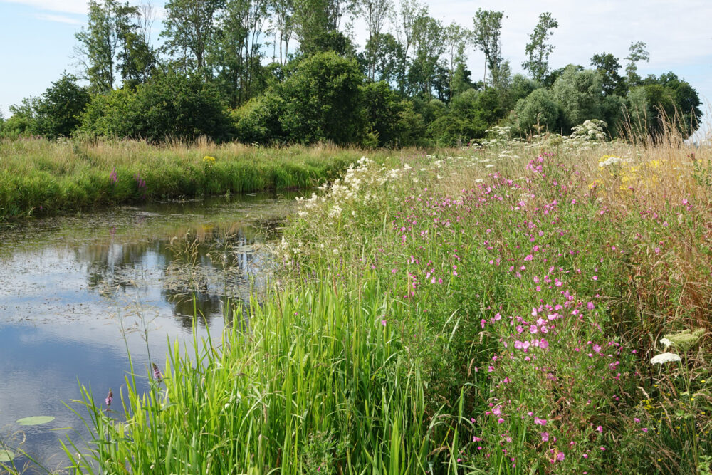 Eelderdiep in de zomer